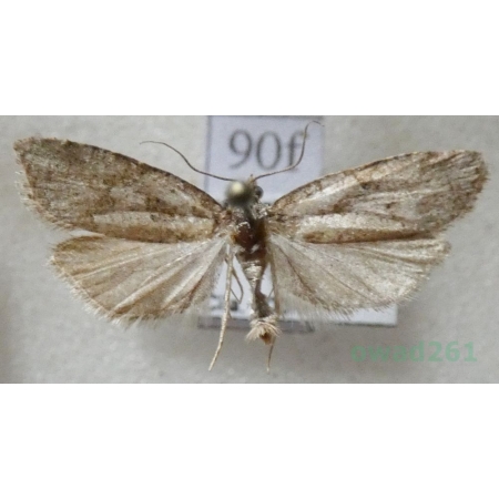 Agonopterix heracliana (Linnaeus, 1758) Czech90f